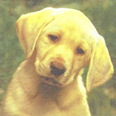 ЖИВдом-32702 33*33